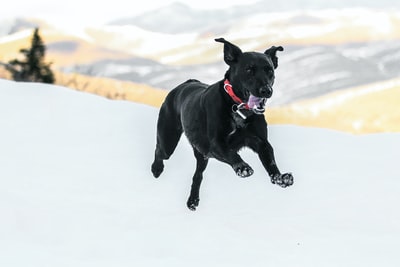 黑狗跳上雪
